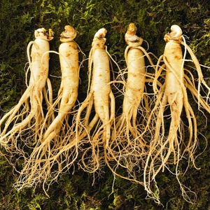 Ginseng Root Extract - Lyphar.png