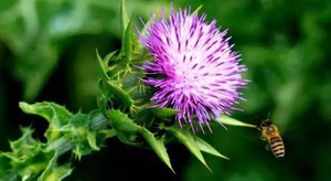 Milk Thistle.png